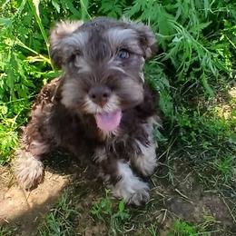 Miniature Schnauzer Puppies from Templin Pups