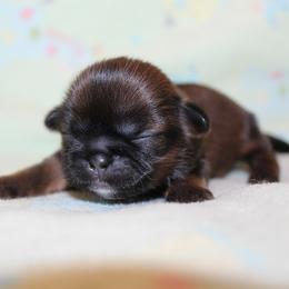 Girl 3 - Red and white female Shih Tzu puppy in Craig, Colorado from Rocky Mountain Shih Tzus and Dry Creek Miniature Dachshunds