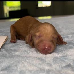 Boy 2 - Red male Dachshund puppy in Pilot Point, Texas from Diamond B Doxies