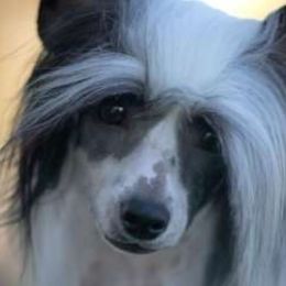 Afghan Hounds and Chinese Cresteds from Sunlit Reg.