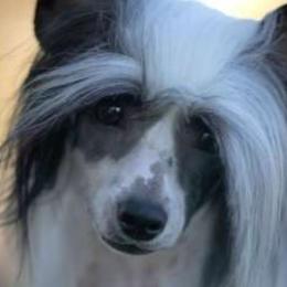 Afghan Hounds and Chinese Cresteds from Sunlit Reg.