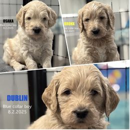 Male - Pick 1 - Cream male Goldendoodle puppy in Lakeland, Florida from The Puppy Chateau