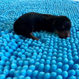 Caramel Apple - Black and cream female Dachshund puppy in Wolf Lake, Indiana from Canisteo Dachshunds