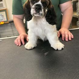 Jack - Sable male Cocker Spaniel puppy in Theodosia, Missouri from Show'NTail Cockers