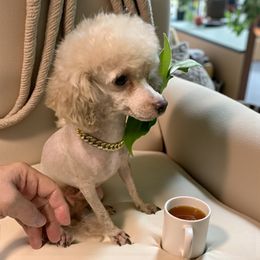 Wall-e Tiny Toy - Cream male Poodle puppy in Kentucky from Mrs Bs Teeny Schnauzers & Doodles