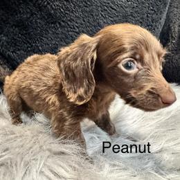 Peanut - Chocolate male Dachshund puppy in Cabool, Missouri from Dachshund's of Country Magic Farms in Missouri