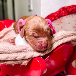 F1B Goldendoodle Bella - Red  female Goldendoodle puppy in Redding, California from Casa Delarosa Poodles & Doodles Collective