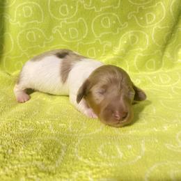 Scentsy - Piebald female Dachshund puppy in Richmond, Virginia from Paw Prints