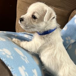 Blue Boy - West Highland White Terrier puppy from Whitehouse Westies