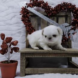 Murr - Lemon and white male Japanese Chin puppy in Johnson City, Tennessee from Erin & Friends Japanese Chin