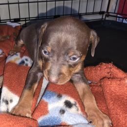 MCF1 2-26 Hot Pink Collar - Chocolate and rust female Miniature Pinscher puppy in Middle Point, Ohio from Knisely's Min Pins-AKC