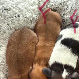 Girl 3 piebald black and white - Piebald female Dachshund puppy in Swanton, Ohio from Mighty But Mini Dachshunds