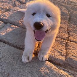 Great Pyrenees Puppies from McCarthy Ranchette LLC