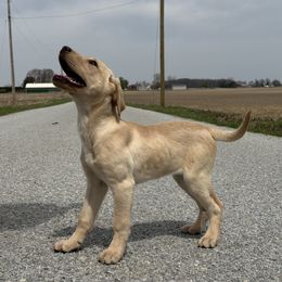 Meg - Yellow Labrador Retriever puppy in Alger, Ohio from Osborne Family Retrievers