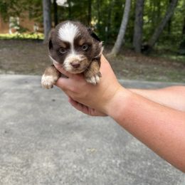 Red tri boy - Red tri male Miniature Australian Shepherd puppy in Muscadine, Alabama from B&M Miniature Australian Shepherds