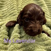 Boykin Spaniel Puppies from Taensas Boykins