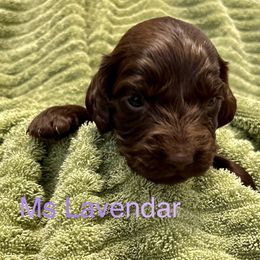 Boykin Spaniel Puppies from Taensas Boykins