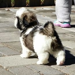 Shih Tzu Puppies from Jazzie Shih Tzu
