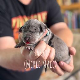 Harry - Merle male Great Dane puppy in Lawrenceburg, Indiana from Jordan Giants