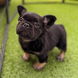 Purple - Black and tan female French Bulldog puppy in Avondale, Arizona from BigDiamondFrenchies