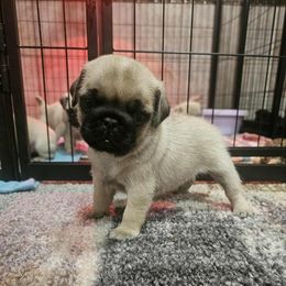 Male 2 - Fawn male Pug puppy in Martville, New York from Hug a Pug LLC