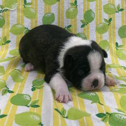 Ollie - Brindle and white male Boston Terrier puppy in Fillmore, Illinois from Wind Hill Puppies