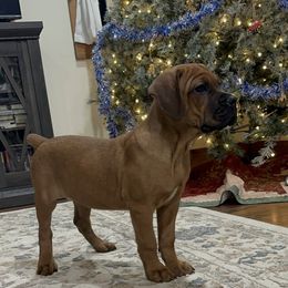 Noelle - Red female Cane Corso puppy in Delta Junction, Alaska from Last Frontier Cane Corsos