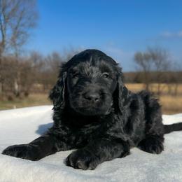 Wayne - Black male Goldendoodle puppy in Osage City, Kansas from Golden Ridge Goldens