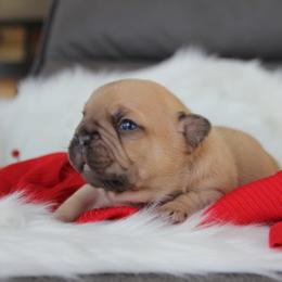 Fawn boy - Fawn male French Bulldog puppy in Piedmont, Oklahoma from 5A Frenchies