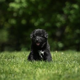 German Shepherd Puppies from Fluffy Haus