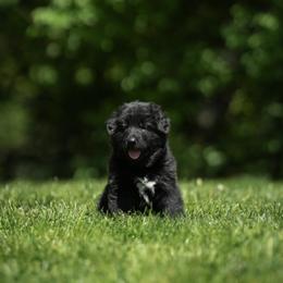 German Shepherd Puppies from Fluffy Haus
