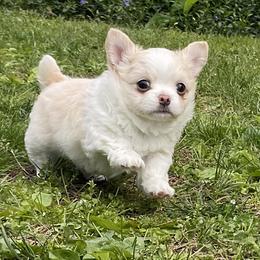 Leo - Gold and white male Chihuahua puppy in Lewisberry, Pennsylvania from Knox Rock'n Chihuahuas