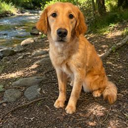 Golden Retriever All Grown Up from Golden Roots Retrievers