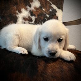 Goldendoodle and Golden Retriever Puppies from SSC Golden Retreivers