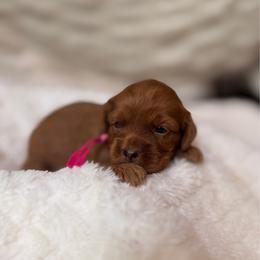 Liberty Belle - Red and white female Cockapoo puppy in Alexandria, Alabama from Bright and Beautiful Cockapoos and Doodles