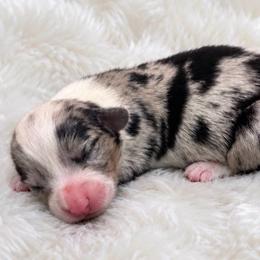 Cheyenne - Blue merle and white female Cardigan Welsh Corgi puppy in Kerens, West Virginia from Leather & Lace