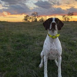 Georgia - German Shorthaired Pointer