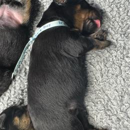 Boy 1 - Black and rust male Beauceron puppy in Henderson, Nevada from Joie de Vie Beaucerons
