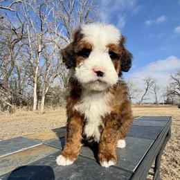 Iceman - Red male Bernedoodle puppy in Sioux Falls, South Dakota from WhiskeyCreek Doodles