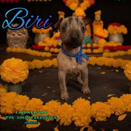 Biri (blue) - Slate male Xoloitzcuintli puppy in Atwater, California from Cen Cal Xoloitzcuintle