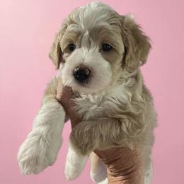 Orange Collar Girl - Yellow and white female Bernedoodle puppy in Port Charlotte, Florida from Islands Wheatens and Poodles