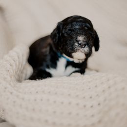 Pancake - Black and white male Sheepadoodle puppy in Patterson, California from Dooling Doodles