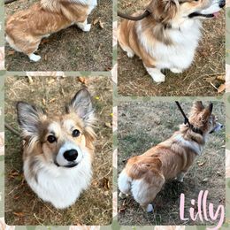 Lilly - Pembroke Welsh Corgi