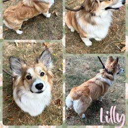 Lilly - Pembroke Welsh Corgi