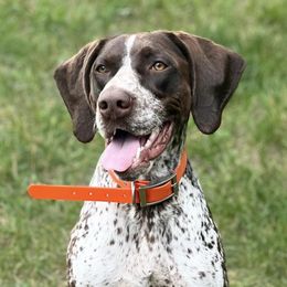 German Shorthaired Pointers from Plaggerman Pups