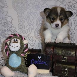 Colton - Sable male Pembroke Welsh Corgi puppy in Purcellville, Virginia from Rhone River Farm Pembroke Welsh Corgis
