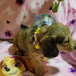 Dachshund Puppies from CLARK'S BREEDING PROGRAM