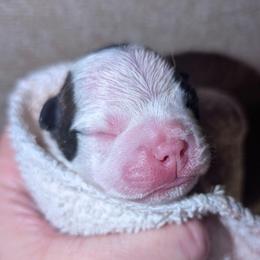 Girl 6 - Black brindle and white female Boston Terrier puppy in Kingsport, Tennessee from Sleepwalker Bostons