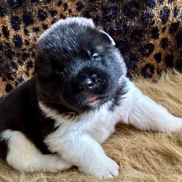 Yeti - Brown, black overlay Akita puppy in South Whitley, Indiana from BleuMoon Akitas
