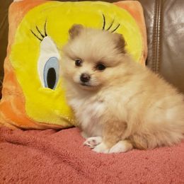 Boy 2 - Cream male Pomeranian puppy in Houston, Texas from Lola’s Poms